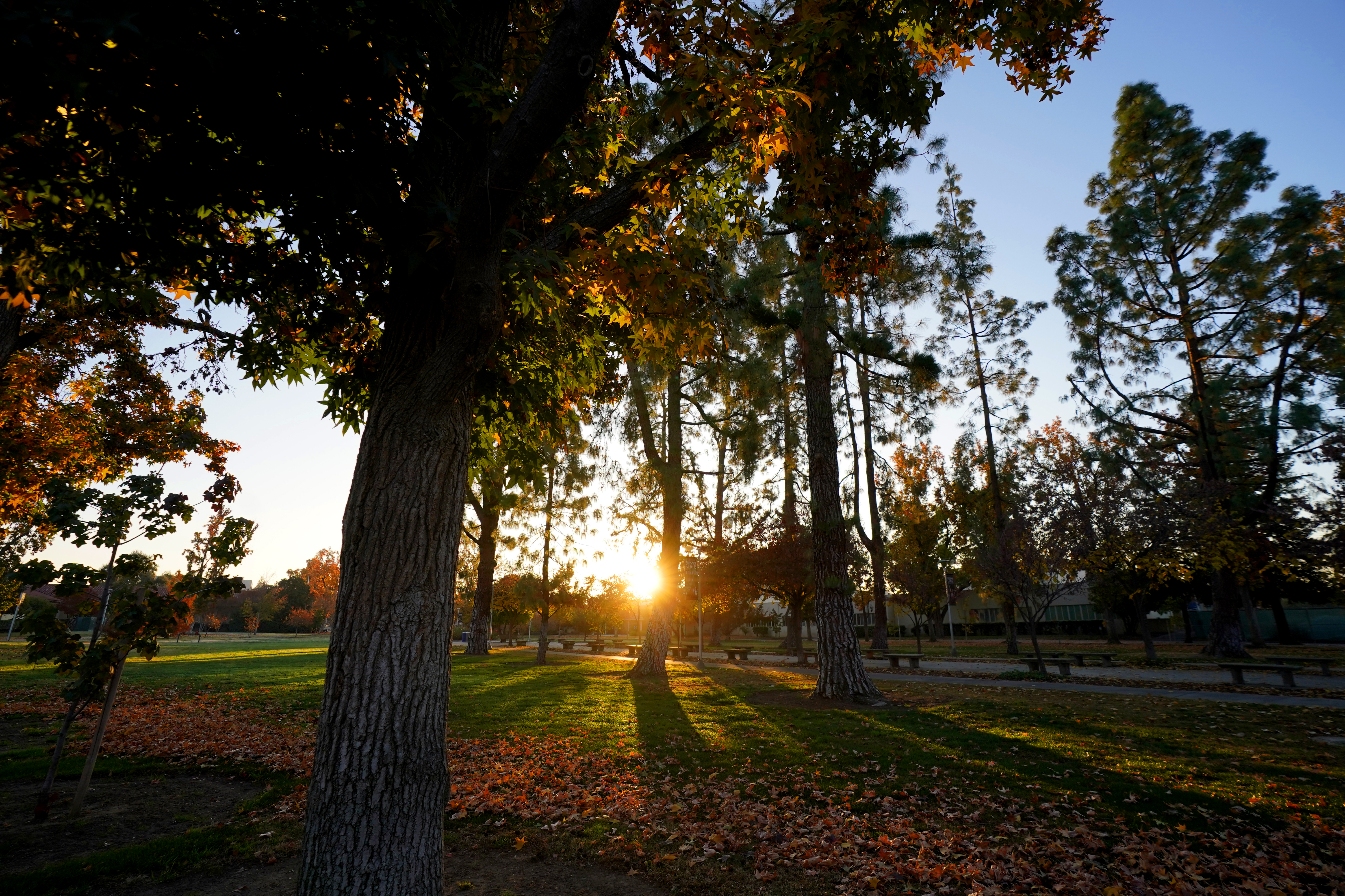 fresno state trees with sun shining through